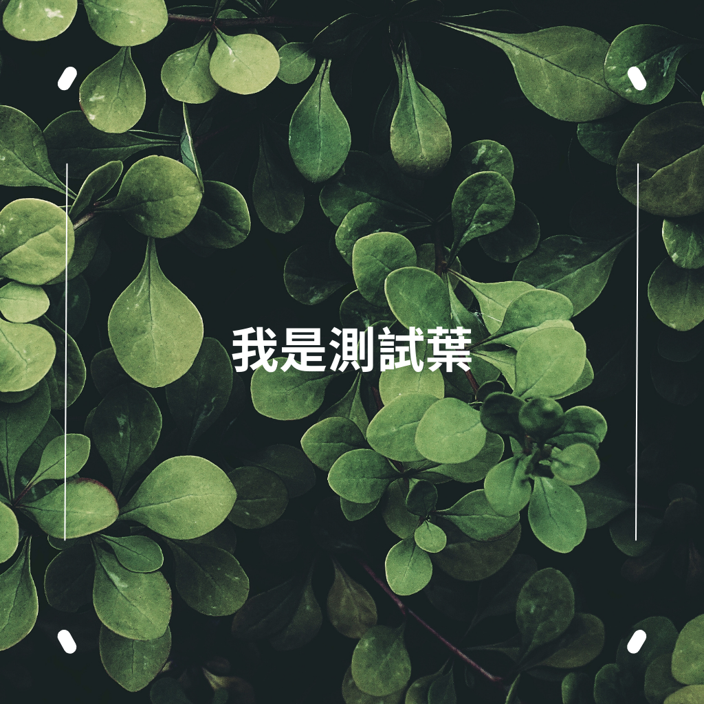 我是測試葉